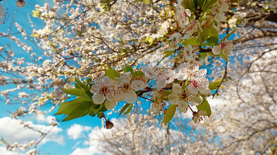 albero, fioritura, Mela, cielo, blu, natura, ramo, fiore, bocciolo di mela, Melo in fiore, fiore rosa, primaverile, albero da frutta, albero in fiore, pianta, pianta fiorita, primavera, freschezza, bellezza nella natura, fiorire, fragilità, crescita, vulnerabilità, nessuno, giorno, concentrarsi sulle conoscenze acquisite, all'aperto, parte vegetale, foglia, fiore di ciliegio, testa di fiore, ciliegio, 4K