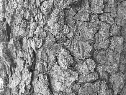 corteccia di albero, struttura, abbaiare, albero, bianco e nero, nero bianco, sfondi, strutturato, grigio, modello, astratto, nessuno, fotogramma intero, solido, roccia, roccia - oggetto, minerale, ruvido, geologia, avvicinamento, natura, materiale lapideo, all'aperto, giorno, pietra - oggetto, struttura costruita, muro di pietra, sfondi astratti, effetto strutturato, 1080P, CC0, dominio pubblico, privo di copyright