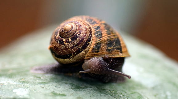 lumaca, conchiglia, vicino, natura, macro, alloggiamento, mollusco, indietro, guardati intorno, lentamente, strisciare, animale, sonda, attento, foglia, mossa, muoviti lentamente, strisciare lentamente, senza fretta, silenzioso, bellissimo, un animale, temi animali, gasteropode, animali allo stato selvatico, fragilità, nessuno, avvicinamento, giorno, fauna selvatica, invertebrato, guscio di animale, spirale, la noia, messa a fuoco selettiva, strisciando, parte del corpo animale, antenna animale, piccolo, 5K, CC0, dominio pubblico, privo di copyright