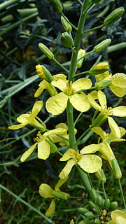 kapusta, květ, zeleniny, růst, rostlina, zelená barva, krása v přírodě, detail, svěžest, nikdo, Příroda, den, křehkost, zranitelnost, kvetoucí rostlina, rostlinné části, začátky, zaměřit se na popředí, selektivní zaměření, list, pole, květu hlavy, venku, 2K, CC0, veřejná doména, bez autorských práv