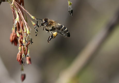 bi, flyvningen, bestøvning, Insecta, natur, forår, dyr, dyre temaer, dyr i naturen, dyreliv, hvirvelløse, insekt, et dyr, tæt på, plante, fokus på forgrunden, ingen mennesker, skønhed i naturen, selektiv fokusering, flyvende, blomst, dag, skrøbelighed, Midt i luften, udendørs, 2K, CC0, offentligt domæne, royaltyfrie
