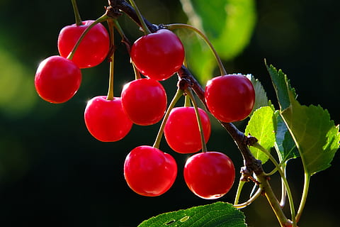 poc profund, focalitzar la fotografia, vermell, cireres, cirera, branca, fruita, fruites, arbre, naturalesa, dolç, collita de cireres, fulles, jardí, bing, menjar, Salut, vitamines, saludable, frisch, madur, cirera dolça, afruitat, deliciós, estiu, colorit, estètica, creació, full, frescor, planta, creixement, part de la planta, primer pla, menjar i beguda, alimentació saludable, cap gent, color verd, benestar, a l'aire lliure, dia, centrar-se en primer pla, 4K, CC0, domini públic, lliure de regalies
