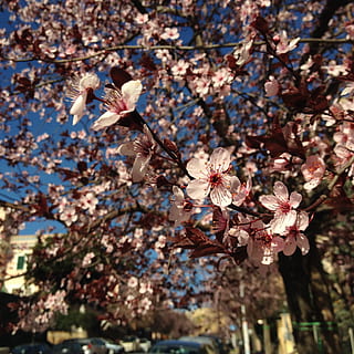 forår, blomst, træ, by, blomme, blomstrende plante, plante, vækst, skrøbelighed, blomstre, sårbarhed, friskhed, skønhed i naturen, afdeling, natur, kirsebær blomst, fokus på forgrunden, dag, tæt på, lyserød farve, ingen mennesker, lav vinkel visning, Kirsebærtræ, udendørs, blomsterhoved, pollen, 1080P, CC0, offentligt domæne, royaltyfrie