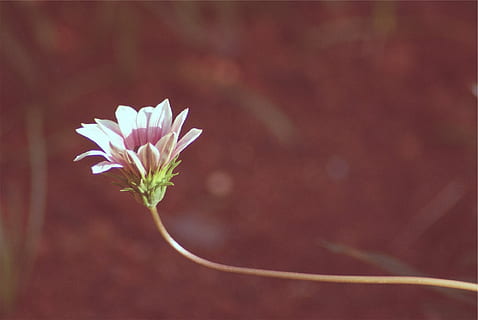 selective, focus photo, pink, daisy, bloom, focus, photography, white, flower, growth, fragility, plant, no people, close-up, nature, focus on foreground, freshness, outdoors, flowering plant, vulnerability, beauty in nature, petal, inflorescence, flower head, plant stem, day, white color, pollen, 1080P, CC0, public domain, royalty free