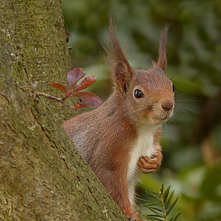 selectiu, foto, marró, blanc, esquirol, sciurus, animal, rosegador, mamífer, arbre, jardí, alimentació, un animal, fauna animal, temes d'animals, animals a la natura, mirant la càmera, retrat, cap gent, naturalesa, dia, a l'aire lliure, planta, primer pla, centrar-se en primer pla, tronc, tronc de l'arbre, vertebrats, bigotis, cap d’animals, herbívors, 1080P, CC0, domini públic, lliure de regalies