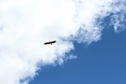 eagle, sky, fly, hawk, flying, cloud - sky, animal themes, low angle view, bird, vertebrate, animal wildlife, animal, one animal, animals in the wild, no people, blue, spread wings, nature, day, outdoors, mid-air, freedom, animal body part, plane, 5K, CC0, public domain, royalty free