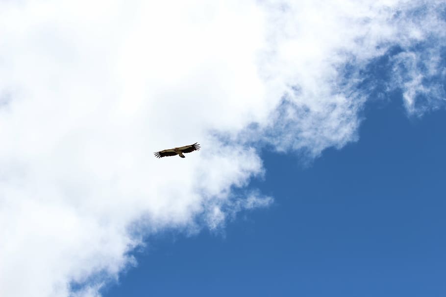 Adler, Himmel, fliegen, Falke, fliegend, wolke - himmel, Tierthemen, Flachwinkelansicht, Vogel, Wirbeltier, Tierwelt, Tier, ein Tier, Tiere in freier Wildbahn, keine Leute, Blau, die Flügel ausbreiten, Natur, Tag, draußen, in der Luft, Freiheit, Tierkörperteil, Ebene, 5K