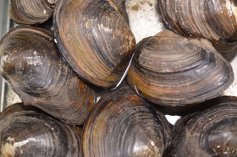 Vieires marrons, cloïssa, petxines, mol·luscs, marisc, marí, mol·lusc, aquàtics, ostra, bivalve, marc complet, fons, cap gent, pila, gran grup d'objectes, dia, primer pla, natura morta, shell, closca d’animals, textura, menjar i beguda, abundància, detall, vista d’angle alt, forma, fauna animal, a l'aire lliure, material de fusta, patró natural, 1080P