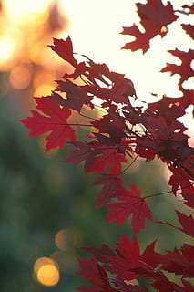 fotografi, merah, daun maple, jatuh, musim gugur, daun, pohon, warna musim gugur, daun jatuh, cuti merah, hijau, hutan, ekologi, dedaunan, alam, taman, flora, kayu, Oktober, cabang, penuh warna, November, halloween, ucapan syukur, musiman, dekoratif, organik, bagian tanaman, menanam, keindahan di alam, merapatkan, pertumbuhan, fokus pada latar depan, perubahan, tidak ada orang, warna oranye, hari, di luar rumah, Daun-daun, fokus selektif, kondisi alam, 5K, CC0, domain publik, bebas royalti