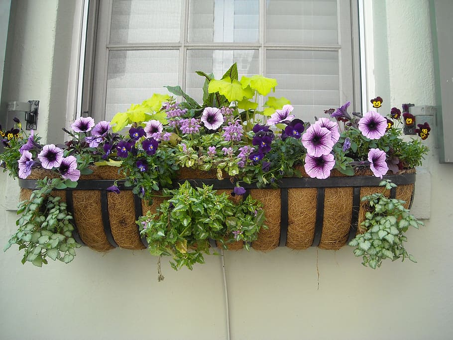 lilla, grøn, blomster, vindues boks, vindue, boks, hus, arkitektur, ydre, hjem, gammel, væg, sommer, dekoration, hvid, bygning, facade, farverig, plante, natur, ramme, farve, glas, have, sten-, design, by, pyntet op, blomstrende plante, blomst, friskhed, sårbarhed, skrøbelighed, ingen mennesker, plante del, skønhed i naturen, blad, vækst, dag, indendørs, blomsterhoved, kurv, potteplante, tæt på, beholder, blomsterkrukke, 2K