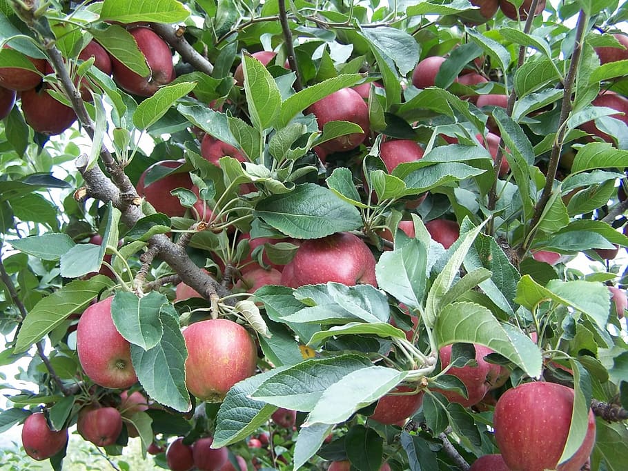 Apfelbaum, Obst, rot, zweig, frisch, Apfel, Baum, rot, Ast, Lebensmittel, Landwirtschaft, Bauernhof, Obstgarten, Blatt, Natur, reif, organisch, Frische, grüne Farbe, Wachstum, Pflanze, gesundes Essen, Ernte, Sommer-, Essen und Trinken, Gemüse, Pflanzenteil, Wohlbefinden, keine Leute, Tag, Apfel - Frucht, Obstbaum, draußen, 1080P