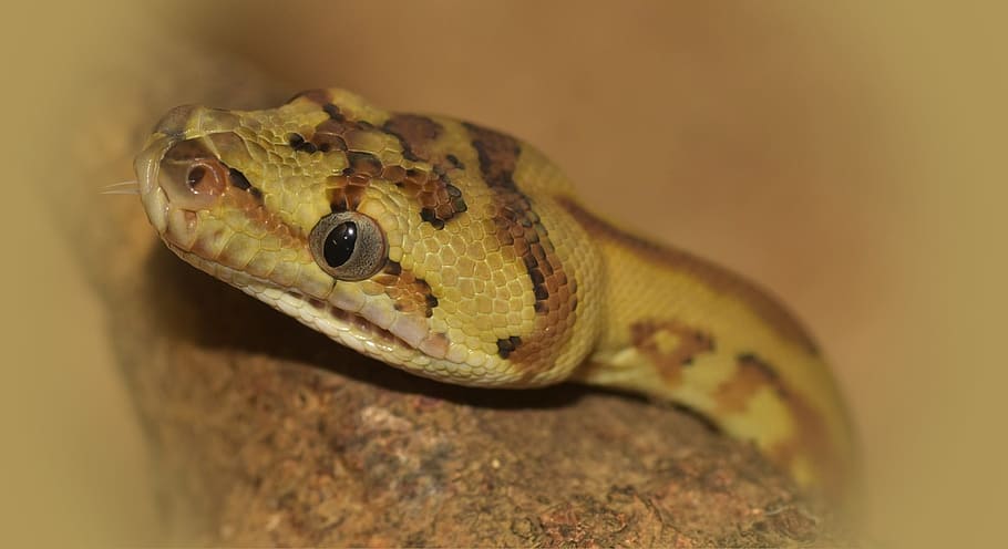 had, hlava, koberec python, plaz, zvíře, constrictor, netoxické, stvoření, terárium, boa, hadí hlava, krmení, lovce myší, Austrálie, strom python, zvířecí portrét, exotický, číhá, volně žijících živočichů, Příroda, detail, plazů, zvířat, obratlovců, živý organismus, makro, jednoho zvířete, zvířata ve volné přírodě, část těla zvířete, gecko, nikdo, zvířecí hlavy, oko, ještěrka, portrét, zvířecí oko, zaměřit se na popředí, venku, žlutá, deštný prales, 2K