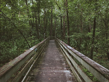 pod, inconjurat, copaci, maro, gri, de lemn, timpul zilei, fotografie, copac, pădure, Boardwalk, lemn, natură, cărare, drum, verde, direcţie, calea de urmat, plantă, teren, diminuarea perspectivei, conexiune, creştere, nici o persoana, scenă non-urbană, liniște, zi, transport, o scenă liniștită, frumusețe în natură, Culoarea verde, punct de disparitie, în aer liber, pod - om construit, podeț, urmări, 2K, CC0, domeniu public, fără drepturi de autor