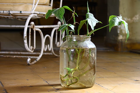 grønn, leafed, anlegg, glasskrukke, gulvflis, flaske, gammel, glass - materiale, container, natur, blad, plante del, vekst, ingen folk, innendørs, krukke, fokusere på forgrunnen, skjønnhet i naturen, bord, vann, blomst, tre - materiale, nærbilde, skjørhet, gulv, luft tett, hagearbeid, 4K, CC0, offentlig domene, opphavsrett gratis