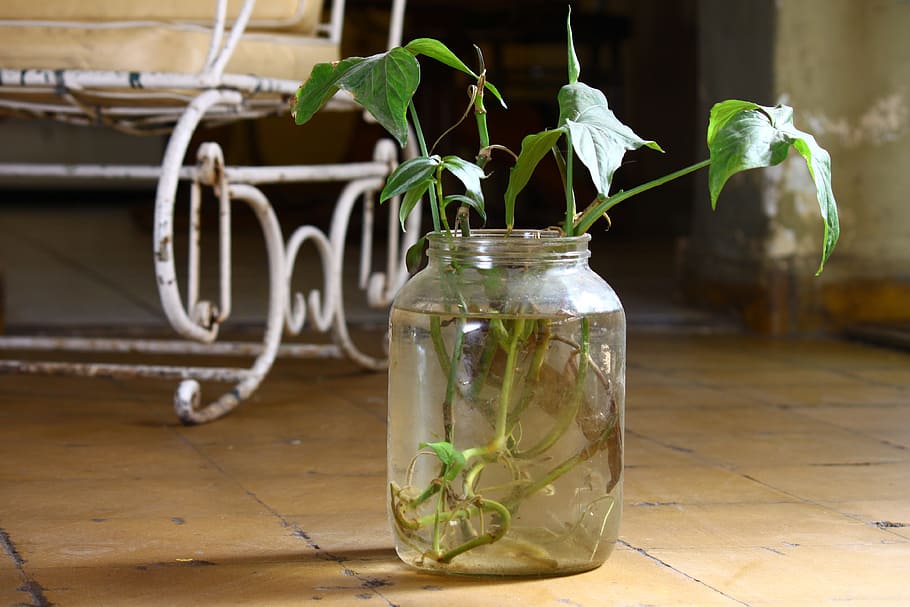 verde, leafed, pianta, barattolo di vetro, piastrella per pavimento, bottiglia, vecchio, vetro - materiale, contenitore, natura, foglia, parte vegetale, crescita, nessuno, in casa, vaso, concentrarsi sulle conoscenze acquisite, bellezza nella natura, tavolo, acqua, fiore, legno - materiale, avvicinamento, fragilità, pavimentazione, ermetico, giardinaggio, 4K