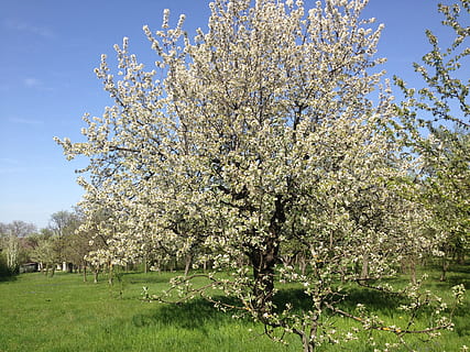 tre, kirsebær, frukt, vår, blomstre, blomst, hage, hvit blomst, kirsebærblomst, blomster, natur, eng, våroppvåkning, blomstrende kvist, Lenz, flora, frühlingsanfang, hvit, anlegg, vekst, skjønnhet i naturen, blomstrende plante, skjørhet, friskhet, dag, sårbarhet, himmel, våren, ro, felt, gress, ingen folk, sollys, gren, utendørs, kirsebærtre, 2K, CC0, offentlig domene, opphavsrett gratis