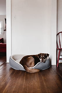 cama de perro, perro, cama, animales, mascotas, adentro, interior de la casa, animal, animales domesticos, canino, cómodo, sala, vida domestica, perro de raza pura, linda, cuarto doméstico, casa, mirando, piso, copia espacio, marrón, estilos de vida, acostado, relajación, un animal, piso de madera, nacional, mamífero, vertebrado, nadie, madera, descansando, 5K