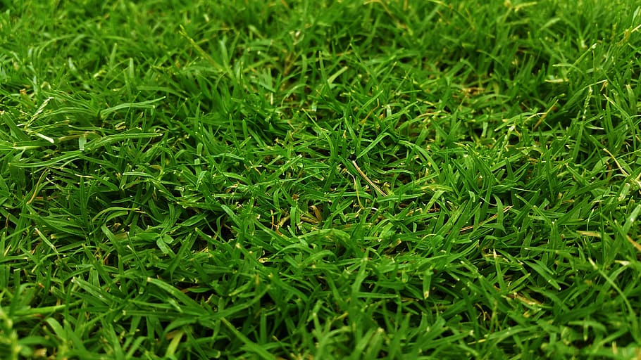 grünes Gras, Nahansicht, Feld, Gras, Rasenplatz, grasig, Grün, Wachstum, Rasen, Blätter, Wiese, Hof, grüne Farbe, Natur, Tag, keine Leute, draußen, Pflanze, Vollbild, Hintergründe, Land, selektiver Fokus, Schönheit in der Natur, Laub, High Angle View, üppiges Laub, Ruhe, Frische, Grashalm, Tau, 5K
