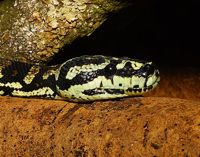 gyvatė, pythonas, medžio pythonas, terariumas, Uždaryti, siaurėjantis, ropliai, gyvūnas, skalė, boa, padaras, grožis, pašaras, grakštus, egzotiškas, snakehead, kilnus, gyvūnų portretas, Australija, modelį, portretas, vienas gyvūnas, gyvūnų temos, gyvūnų gyvūnija, gyvūnams, stuburiniai, Iš arti, gyvūnų kūno dalis, pobūdį, nėra žmonių, ženklas, įspėjamasis ženklas, gyvūnų skalė, gyvūnų galva, žemės, akis, lauke, nuodingas, gyvūnų akis, agresija, 1080P, CC0, Viešasis domenas, nemokamai