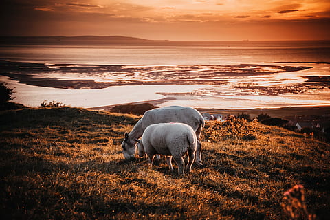 to, dyr, Mark, solnedgang, baggrundsbelyst, strand, skyer, kyst, kystnære, kystland, landskabet, daggry, bondegårdsdyr, græs, græsarealer, huse, jord, landskab, pattedyr, bjerge, natur, ocean, udendørs, landdistrikterne, sand, scene, naturskøn, hav, marinemaleri, kysten, sheeps, silhuet, himmel, solopgang, vand, dyre temaer, husdyr, indenlandske, skønhed i naturen, dyreliv, hvirveldyr, scenics - natur, miljø, kæledyr, sky - himmel, ingen mennesker, græsning, 5K, CC0, offentligt domæne, royaltyfrie