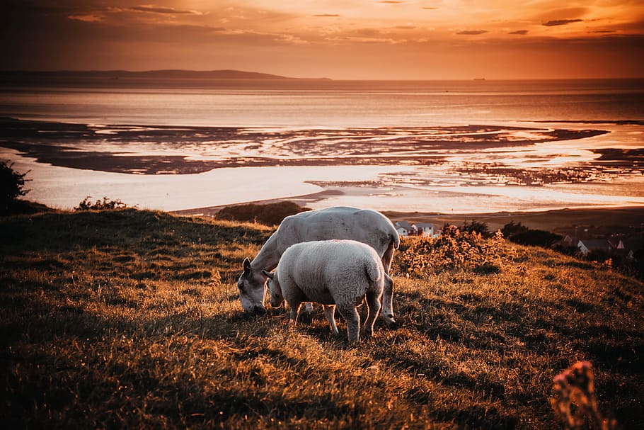 to, dyr, Mark, solnedgang, baggrundsbelyst, strand, skyer, kyst, kystnære, kystland, landskabet, daggry, bondegårdsdyr, græs, græsarealer, huse, jord, landskab, pattedyr, bjerge, natur, ocean, udendørs, landdistrikterne, sand, scene, naturskøn, hav, marinemaleri, kysten, sheeps, silhuet, himmel, solopgang, vand, dyre temaer, husdyr, indenlandske, skønhed i naturen, dyreliv, hvirveldyr, scenics - natur, miljø, kæledyr, sky - himmel, ingen mennesker, græsning, 5K