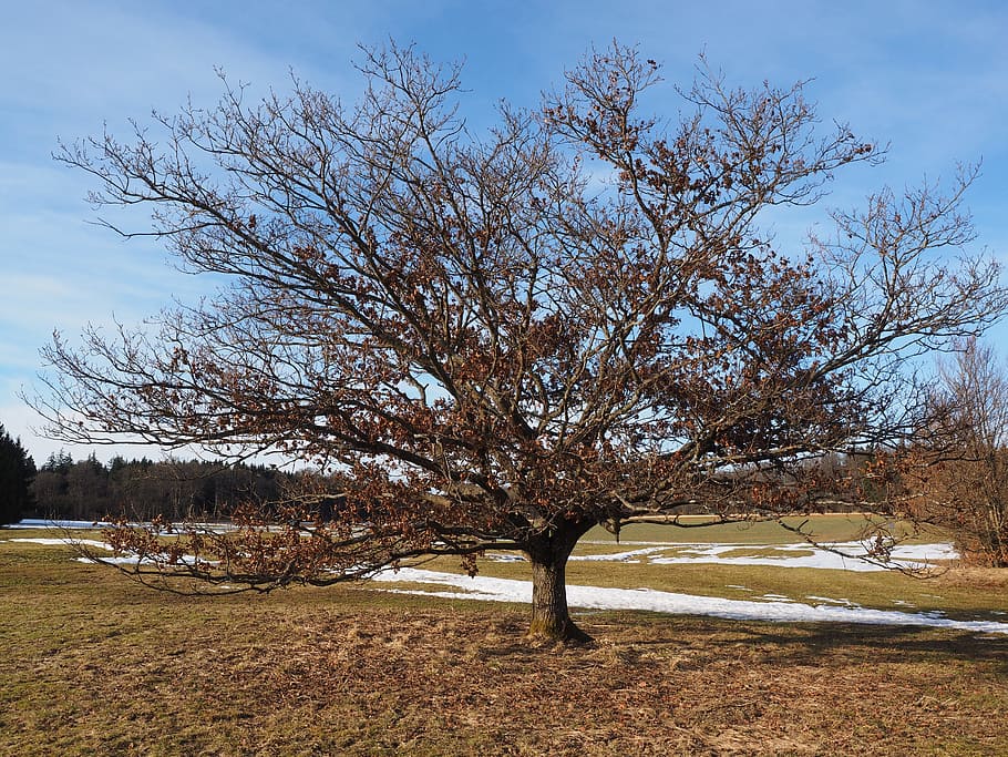 arbre, roure, vell, nodrit, inquietant, branques, estètic, corona, Prats caminants, essingen, reserva natural, tauchenweiler, alb albàdia, lauterbourg, naturalesa, paisatge, a l'aire lliure, escena rural, tardor, cel, escenics, temporada, paisatges, arbre nu, planta, tranquil·litat, bellesa a la natura, escenics - natura, medi ambient, camp, terra, escena tranquil·la, dia, escena no urbana, branca, cap gent, creixement, núvol - cel, tronc, 4K