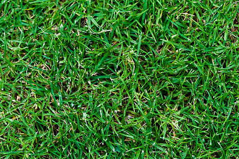 erbe verdi, erba, verde, struttura, modello, natura, primavera, campo, fresco, naturale, stagione, prato, giardino, paesaggio, all'aperto, ecologia, terra, vivace, crescere, flora, colore verde, pianta, fotogramma intero, sfondi, crescita, nessuno, vista dall'alto, giorno, bellezza nella natura, la tranquillità, avvicinamento, fogliame lussureggiante, direttamente sopra, freschezza, fogliame, filo d'erba, 4K, CC0, dominio pubblico, privo di copyright