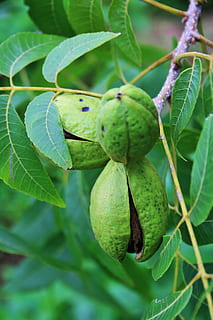 moer, pecannoot, schelp, groen, rijping, opening, fruit, deel van de plant, blad, groene kleur, eten en drinken, groei, fabriek, gezond eten, voedsel, detailopname, versheid, natuur, geen mensen, focus op de voorgrond, boom, dag, opknoping, welzijn, tak, schoonheid in de natuur, buitenshuis, rijp, 1080P, CC0, publiek domein, royaltyvrij