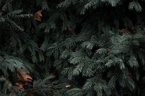 gla verda, tancar, foto, verd, pi, arbre, bosc, agulla de pi, de fulla perenne, avet, fons, planta, cap gent, naturalesa, marc complet, primer pla, creixement, branca, patró, hivern, color verd, bellesa a la natura, full, part de la planta, celebració, temperatura de fred, Nadal, neu, arbre de coníferes, 5K, CC0, domini públic, lliure de regalies