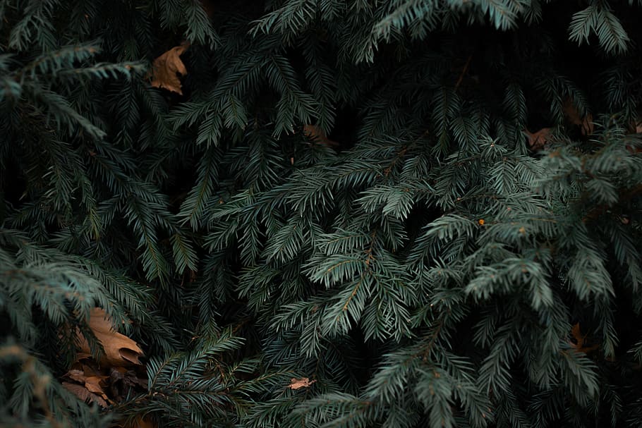 gla verda, tancar, foto, verd, pi, arbre, bosc, agulla de pi, de fulla perenne, avet, fons, planta, cap gent, naturalesa, marc complet, primer pla, creixement, branca, patró, hivern, color verd, bellesa a la natura, full, part de la planta, celebració, temperatura de fred, Nadal, neu, arbre de coníferes, 5K