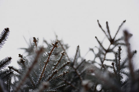 albero appassito nero, Marrone, piante, giorno, albero, inverno, ramo, cielo, pianta, albero di conifere, Pinaceae, Pino, natura, nessuno, crescita, la neve, bellezza nella natura, foresta, temperatura fredda, bosco di pini, avvicinamento, concentrarsi sulle conoscenze acquisite, la tranquillità, all'aperto, ago - parte vegetale, nevicando, 2K, CC0, dominio pubblico, privo di copyright