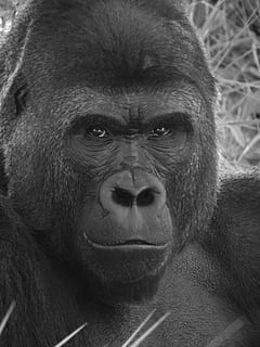 detailopname, grijswaardenfoto, gorilla, primaat, aap, dierentuin, dieren in het wild, hoofd, zoogdier, één dier, dierenleven, gewerveld, geen mensen, dieren in gevangenschap, portret, dierlijke lichaamsdeel, dag, mond open, dierlijke mond, dierlijke neus, baviaan, 1080P, CC0, publiek domein, royaltyvrij
