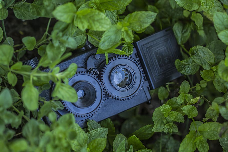 Câmera, hortelã, brinquedo, plástico, verde, fotografia, folha de menta, folha, parte da planta, plantar, cor verde, crescimento, tecnologia, fechar-se, natureza, ninguém, dia, temas de fotografia, câmera - equipamento fotográfico, visão de alto ângulo, ao ar livre, beleza na natureza, atividade, foco seletivo, focar em primeiro plano, comunicação, o passado, câmera digital, 5K