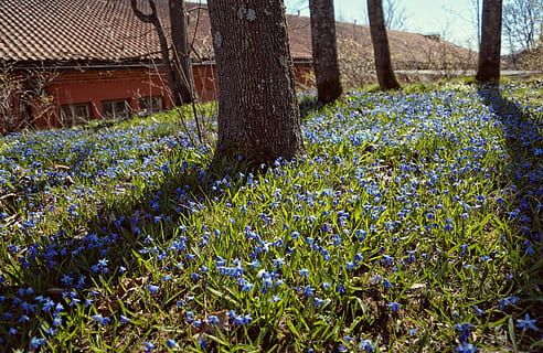 primavera, albero, primula, tronco, alberi, calore, natura, ramo, parco, fiori, natura vivente, foresta, bellezza, lichene, erba, pianta, tronco d'albero, struttura costruita, crescita, all'aperto, fiore, pianta fiorita, bellezza nella natura, terra, campo, giorno, nessuno, freschezza, vulnerabilità, fragilità, architettura, esterno dell'edificio, viola, letto di fiori, 5K, CC0, dominio pubblico, privo di copyright