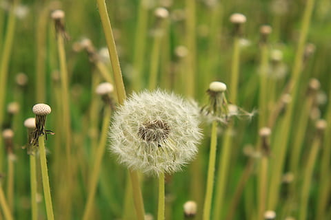 dent de lleó, buit, esponjós, verd, tiges, naturalesa, primavera, planta, creixement, flor, fragilitat, planta amb flors, vulnerabilitat, frescor, primer pla, centrar-se en primer pla, bellesa a la natura, camp, cap gent, tija de la planta, dia, terra, color verd, cap de flor, inflorescència, suavitat, a l'aire lliure, llavor de dent de lleó, 4K, CC0, domini públic, lliure de regalies