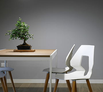 dřevěný, stůl, rostlinný dekor, židle, interiér, design, nábytek, zelená, rostlina, zeď, krytý, uvnitř, Dům, domácí místnost, dřevo - materiál, dekorace, moderní, sedadlo, hrnkové rostliny, nikdo, Příroda, růst, domácí interiér, nástěnný prvek, strom, absence, podnikání, prázdný, bílá barva, lavice, den, elektrická lampa, domácí rostlina, 2K