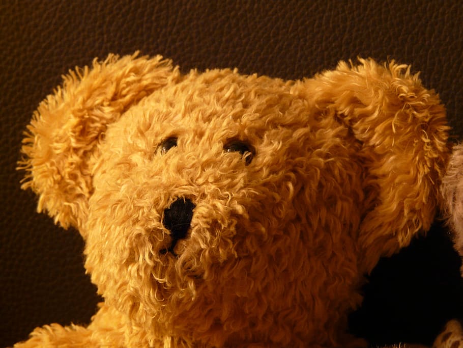 orsacchiotto di peluche, morbido, soffice, coccolone, purry, occhi pulsante, Marrone, Marrone chiaro, amichevole, giocattoli, giocattoli per bambini, allegro, pelliccia, divertimento, ritratto, orso, giocattolo, pupazzo di pezza, avvicinamento, nessuno, in casa, girato in studio, tessile, morbidezza, animale, singolo oggetto, temi animali, carina, mammifero, rappresentazione animale, peli di animali, sfondo colorato, cane, sfondo nero, 2K