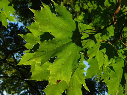 ahorn, ahorn blade, bladårer, bladknopper, vene, blade, grøn, knallgrün, grønt blad, struktur, natur, træ, plante, afdeling, skyggespil, frisk, blad, grøn farve, udendørs, vækst, ingen mennesker, dag, tæt på, skønhed i naturen, friskhed, plante del, fokus på forgrunden, lav vinkel visning, sollys, bladvenen, ro, ahorn blad, 4K, CC0, offentligt domæne, royaltyfrie
