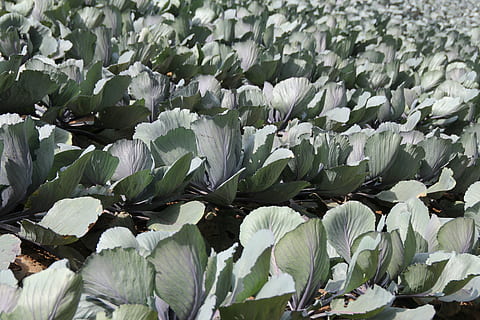 repollo rojo, kohl, Violeta, azul, comida, agricultura, vegetales, sano, repollo, cultivo, jardín, comer, Ruebkohl, crecimiento, belleza en la naturaleza, planta, flor, hoja, parte de la planta, frescura, nadie, planta floreciendo, naturaleza, campo, color verde, de cerca, día, tierra, el color blanco, vulnerabilidad, fragilidad, al aire libre, agua, cabeza de flor, cama de flores, 5K, CC0, dominio público, libre de derechos