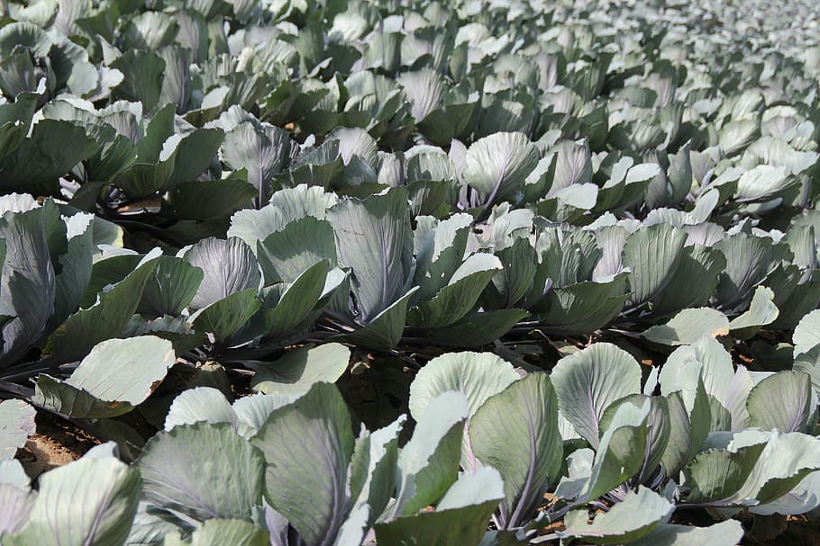 col llombarda, Kohl, violeta, blau, menjar, agricultura, verdures, saludable, col, cultiu, jardí, ruebkohl, creixement, bellesa a la natura, planta, flor, full, part de la planta, frescor, cap gent, planta amb flors, naturalesa, camp, color verd, primer pla, dia, terra, Color blanc, vulnerabilitat, fragilitat, a l'aire lliure, aigua, cap de flor, llit de flors, 5K