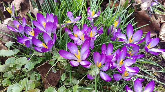 krokus, jaro, sleva, Příroda, nachový, rostlina, květ, list, kvetoucí rostlina, krása v přírodě, růst, svěžest, křehkost, zranitelnost, pole, okvětní lístek, detail, přistát, květu hlavy, rostlinné části, květenství, den, vysoký úhel pohledu, nikdo, duhovka, pyl, 5K, CC0, veřejná doména, bez autorských práv