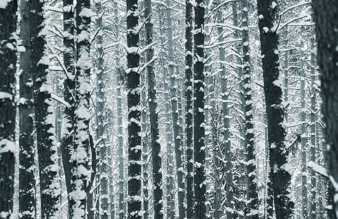 træstammer, Skov, træ, træer, nåletræ, vinter skov, fuld ramme, mønster, baggrunde, ingen mennesker, plante, vinter, gardin, kold temperatur, tæt på, dag, sne, vindue, træstamme, natur, Frosset, bagagerum, udendørs, tekstureret, is, glas, blomstermønster, istap, 4K, CC0, offentligt domæne, royaltyfrie
