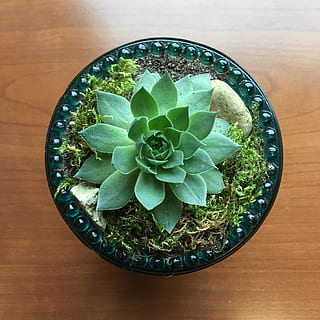 สีเขียว, ใบไม้, ฉ่ำ, ปลูก, ใบสีเขียว, พืชอวบน้ำ, echeveria ciliata, diffuser, ปรับเปลี่ยน, ไม้กระถาง, อาหารและเครื่องดื่ม, ด้านบนโดยตรง, มุมมองมุมสูง, ในบ้าน, ความสด, สตูดิโอยิง, ตาราง, ไม่มีคน, การเจริญเติบโต, ไม้ - วัสดุ, ธรรมชาติ, ส่วนของพืช, ใกล้ชิด, ยังมีชีวิตอยู่, คุณภาพชีวิต, อาหาร, กระถาง, 2K, CC0, โดเมนสาธารณะ, ค่าลิขสิทธิ์ฟรี