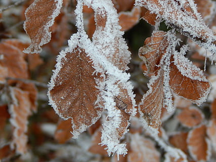 Frosset, is, vinter, iset, blad, kold temperatur, sne, frost, tæt på, plante, skønhed i naturen, plante del, natur, ingen mennesker, selektiv fokusering, dag, fokus på forgrunden, sårbarhed, skrøbelighed, vækst, blade, 4K, CC0, offentligt domæne, royaltyfrie