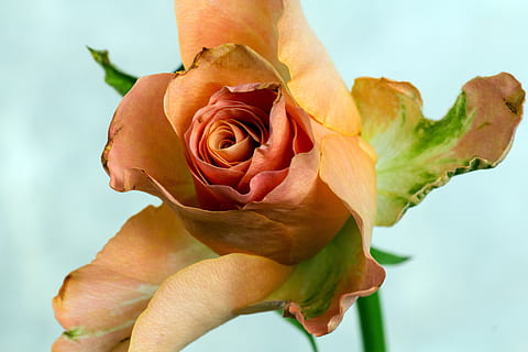 Rose, makro, orange, tæt, blomst, blomstrende plante, sårbarhed, skrøbelighed, rosenblomst, skønhed i naturen, kronblad, plante, tæt på, blomsterhoved, blomsterstand, natur, friskhed, fokus på forgrunden, blad, orange farve, koralfarvet, plante del, udendørs, 5K, CC0, offentligt domæne, royaltyfrie