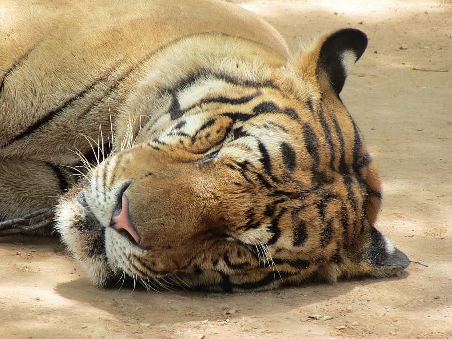 tiger, søvn, hoved, sovende, dyr, ansigt, pels, vild, hvile, at lyve, kat, dyreliv, pattedyr, kødædende, natur, undomesticated cat, feline, dyre temaer, et dyr, lempelse, stor kat, hvirveldyr, dyr i naturen, kæledyr, carnivora, ingen mennesker, hvilende, tæt på, ligger ned, husdyr, bakkenbart, dyr hoved, hvid tiger, 2K