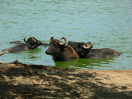 Buffalo, Nature, Animals, animals in the wild, animal wildlife, animal themes, water, safari animals, no people, group of animals, animal, mammal, vertebrate, day, lake, domestic animals, two animals, domestic, pets, outdoors, herbivorous, 2K, CC0, public domain, royalty free