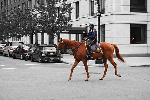 Policeman, Constable, Copper, bobby, horse, animal, riding, street, new, york, manhattan, horseback riding, domestic animals, speed, outdoors, domestic, transportation, animal themes, mammal, architecture, mode of transportation, livestock, building exterior, animal wildlife, pets, built structure, city, motor vehicle, car, one animal, real people, herbivorous, 720P, CC0, public domain, royalty free