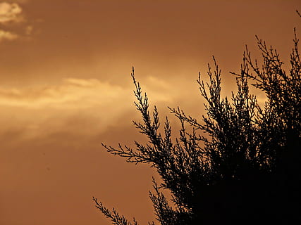 solnedgång, himmel, moln, grenar, fält, bakgrund, ockra, ljusstyrka, landskap, växt, skönhet i naturen, moln - himmel, lugn, tillväxt, träd, silhuett, inget folk, natur, lugn plats, scenics - natur, gren, lågvinkelvy, utomhus, dramatisk himmel, icke-urbana scenen, orange färg, idyllisk, romantisk himmel, 4K, CC0, offentligt domän, royaltyfria