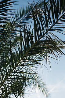 green palm tree, Green, summer, nature, sky, leaf, leaves, tree, outdoors, tropical, sago palm, palm, palm Tree, branch, plant, tropical Climate, green Color, close-up, no people, day, frond, growth, palm leaf, beauty in nature, plant part, focus on foreground, tranquility, low angle view, 5K
